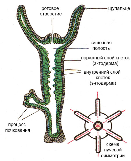 Какая ссылка на кракен