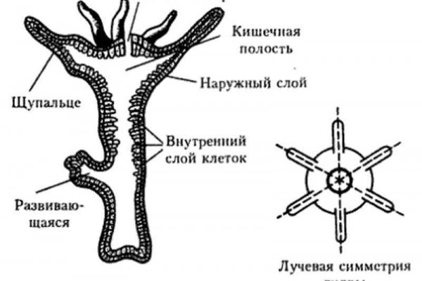 Восстановить доступ к кракену