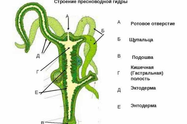 Кракен тор krakendark krakendark link